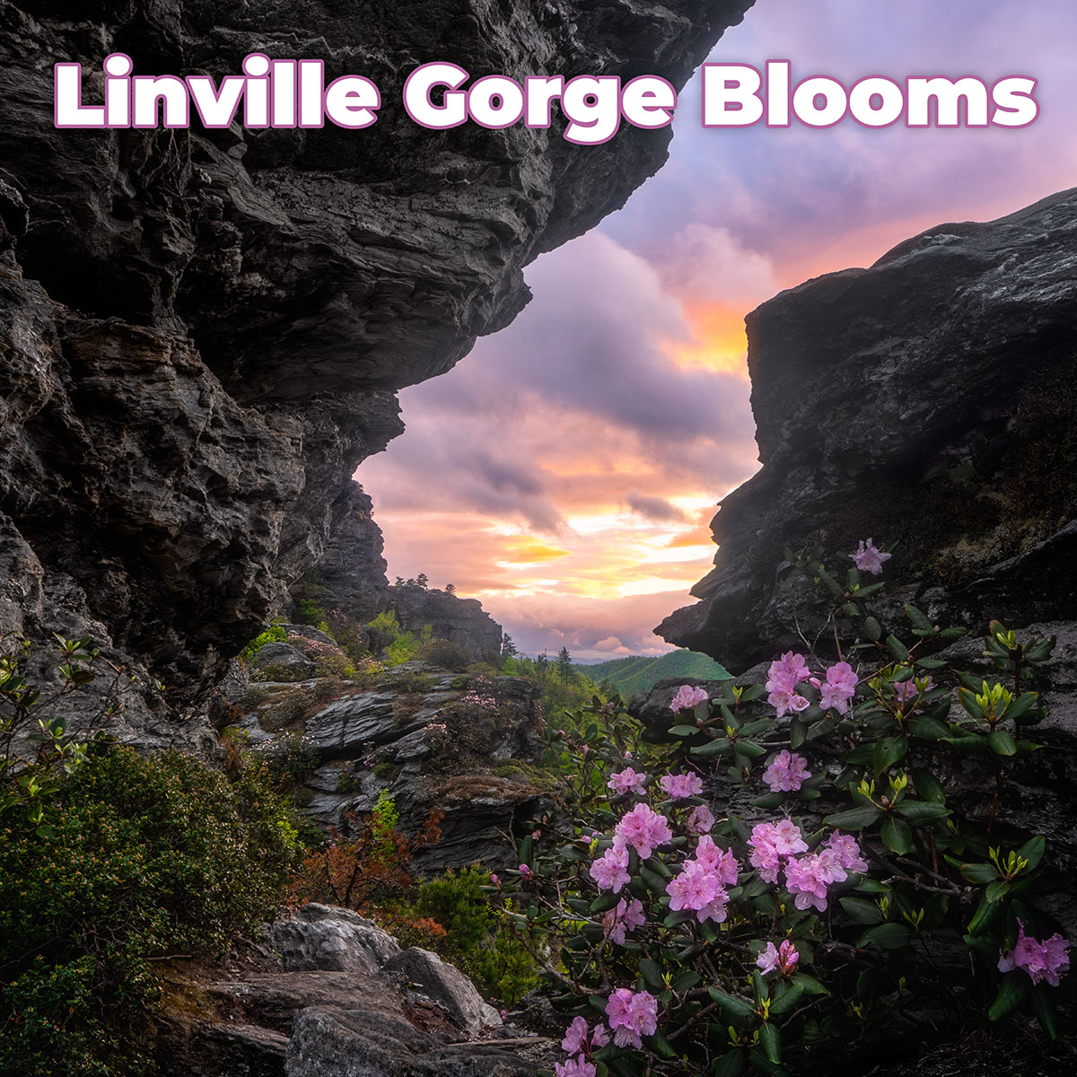 Linville Blooms Workshop